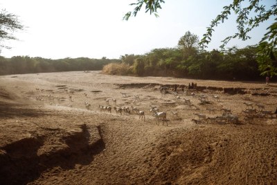 Animals suffer from a severe lack of pasture due to the drought