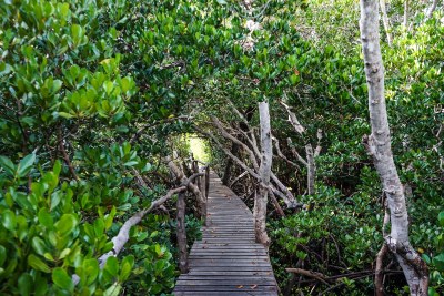 Forest in Watamu, Kenya